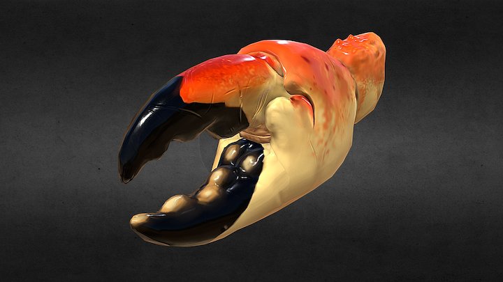 Stone Crab Claw 3D Model