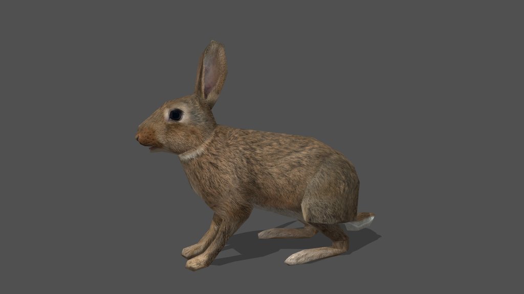 Animated Rabbit – 3D Animal Model