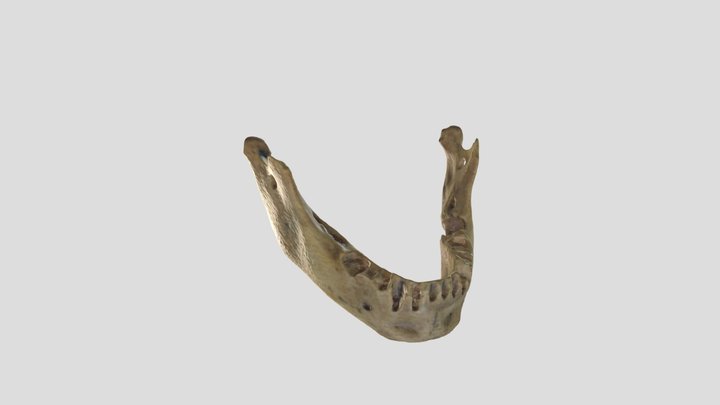 Mandibula 3 3D Model
