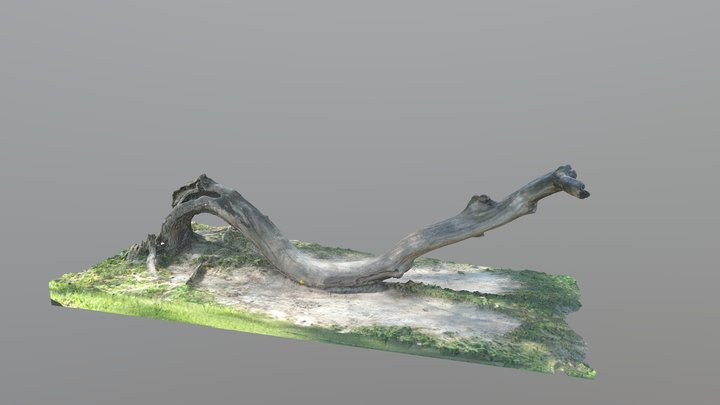 Tree of Life 3D Model