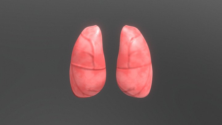 Lungs 3D Model