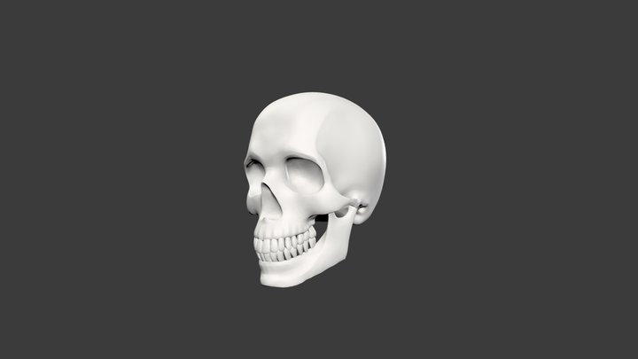 Scull 3D Model