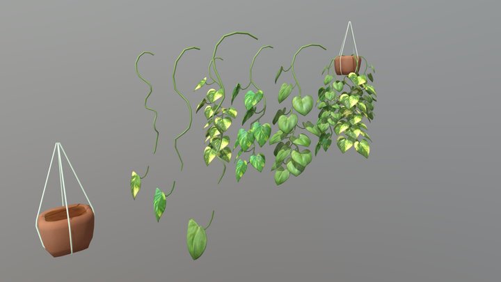 Hanging Pothos 3D Model