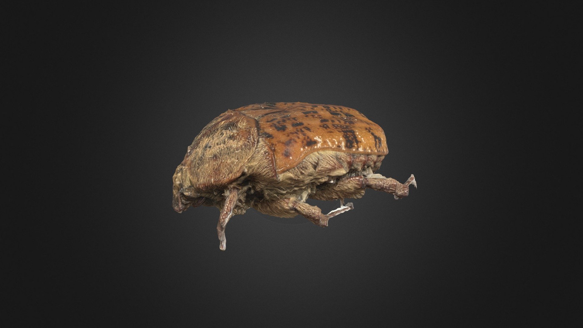 Bumble Flower Beetle
