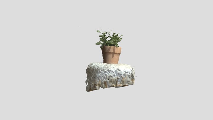 Fittonia 3D Model