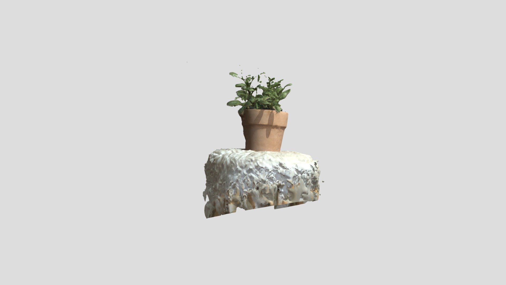 Fittonia - 3D model by Nhogs [9b987cd] - Sketchfab