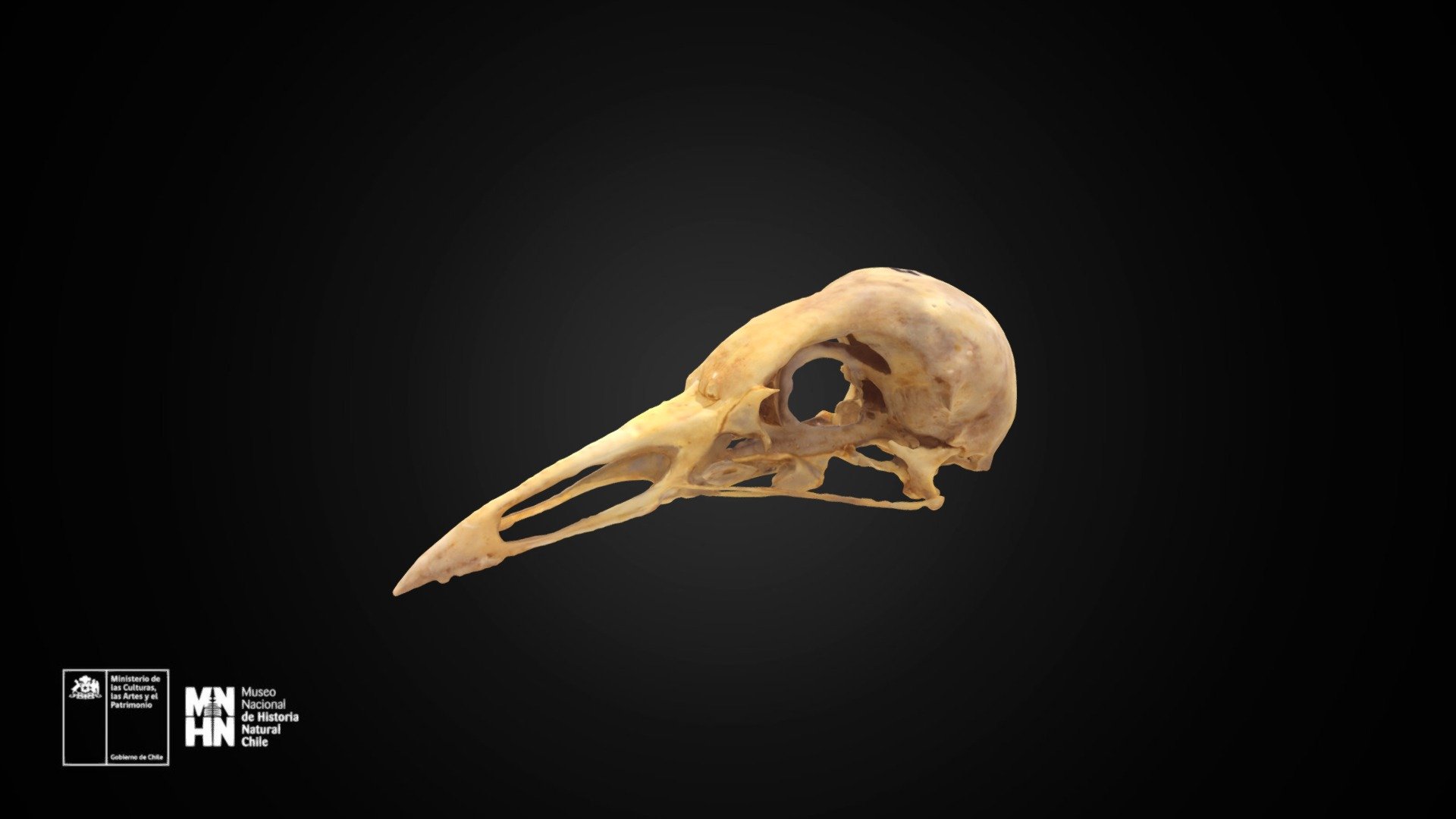 Fulica armillata