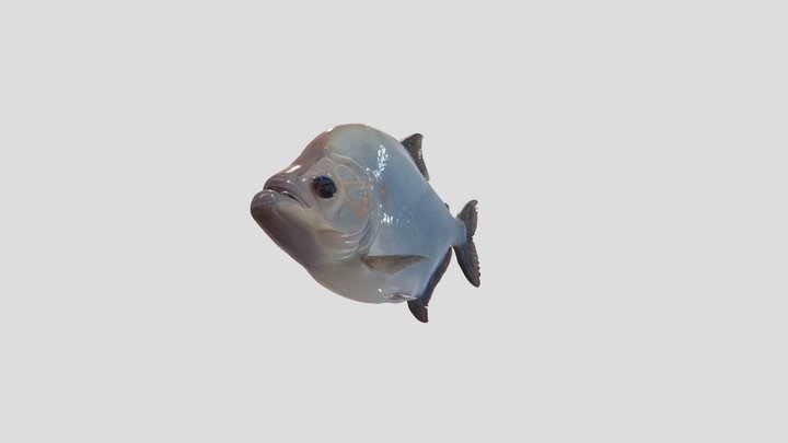 Violet Line Piranha (Serrasalmus Geryi) – Modelo 3D gratuito STL