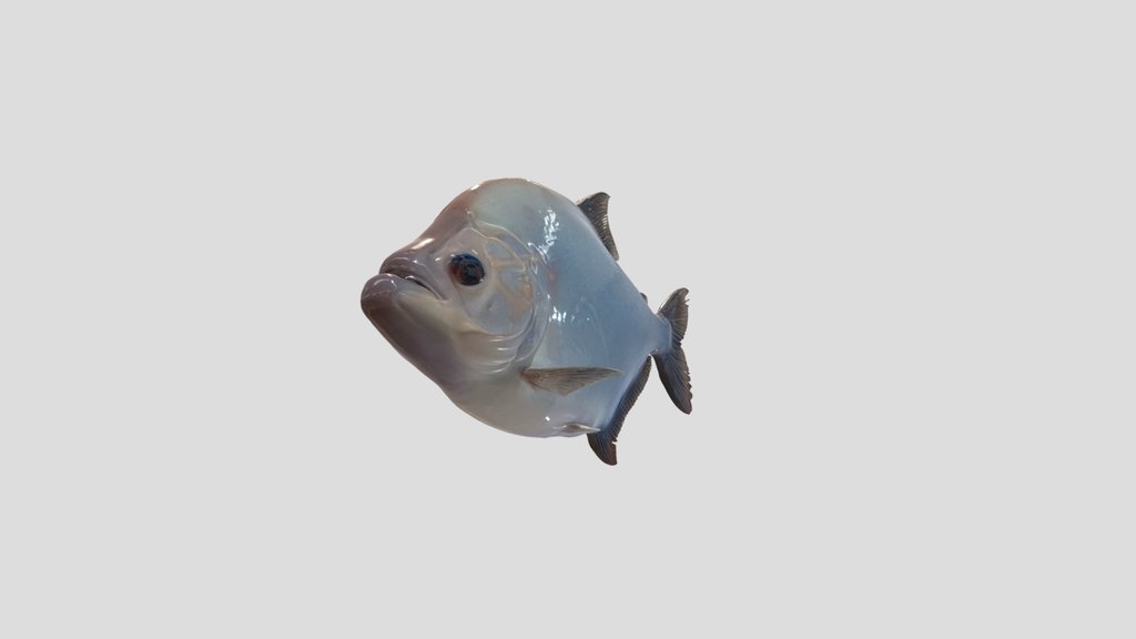 Violet Line Piranha (Serrasalmus Geryi)