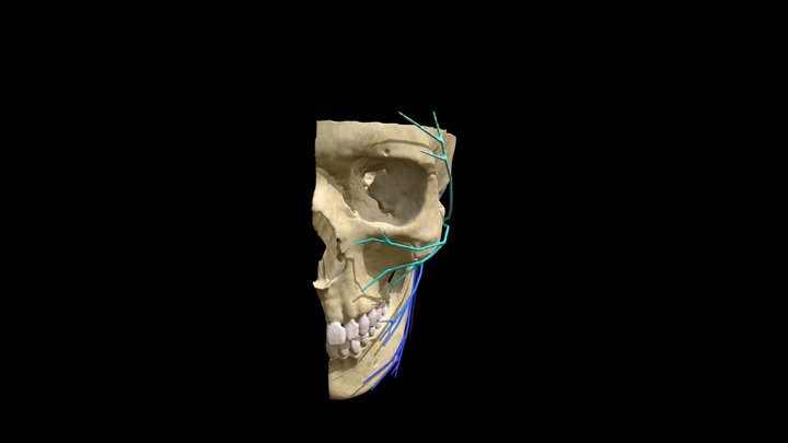 Facial nerve (Cranial nerve VII) 3D Model