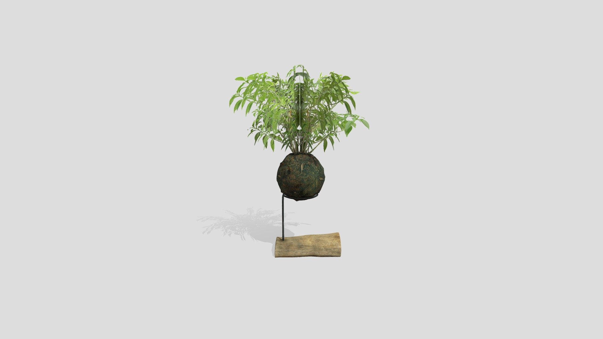 Kokedama Bongsai