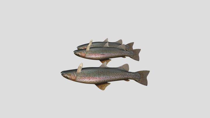 FISH 3D Model