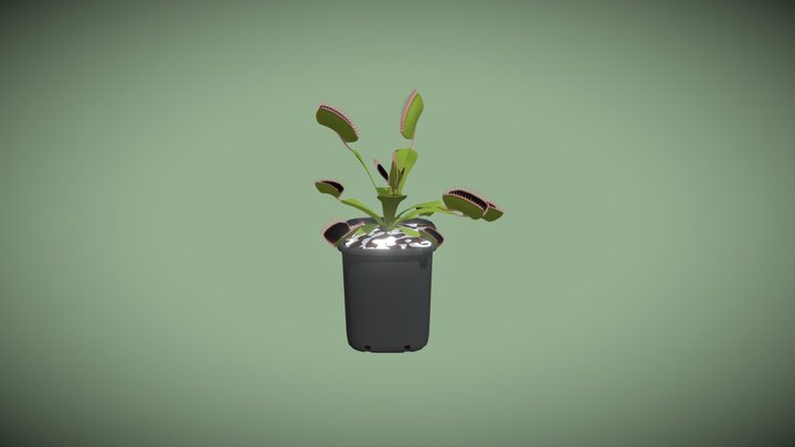 Venus flytrap (Dionaea muscipula) 3D Model