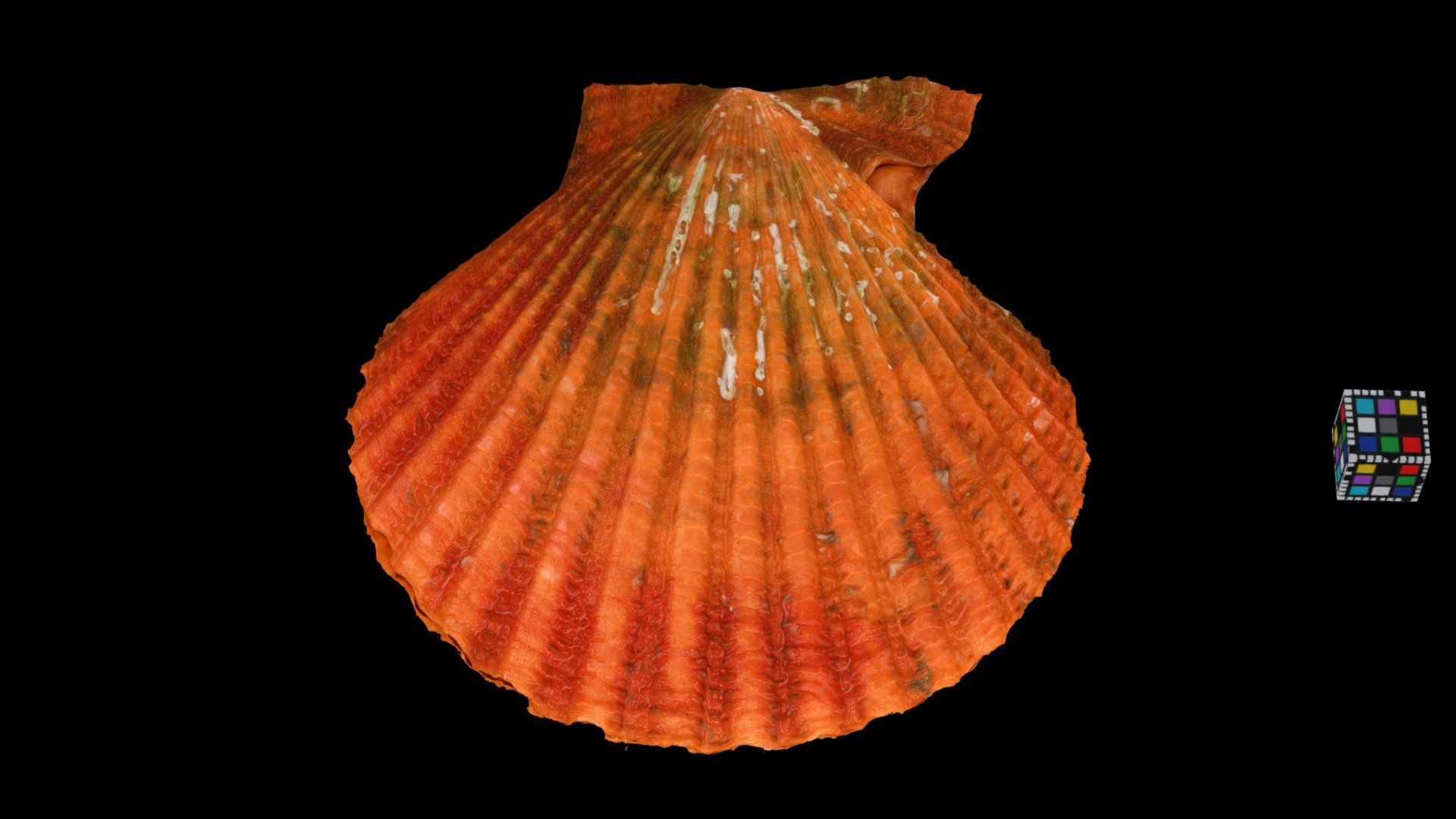ヒオウギガイ Orange color type, Mimachlamys nobilis