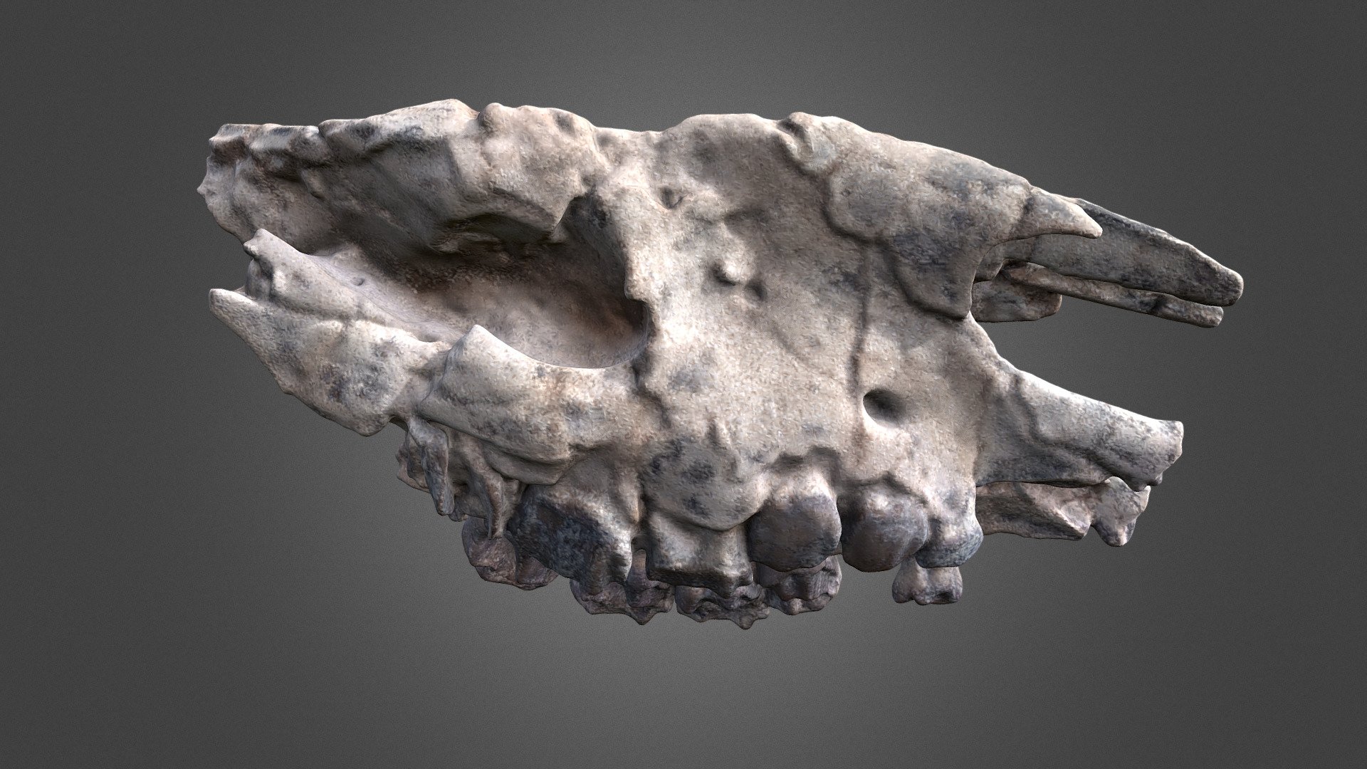 Subhyracodon skull - Buy Royalty Free 3D model by Olof Moleman ...