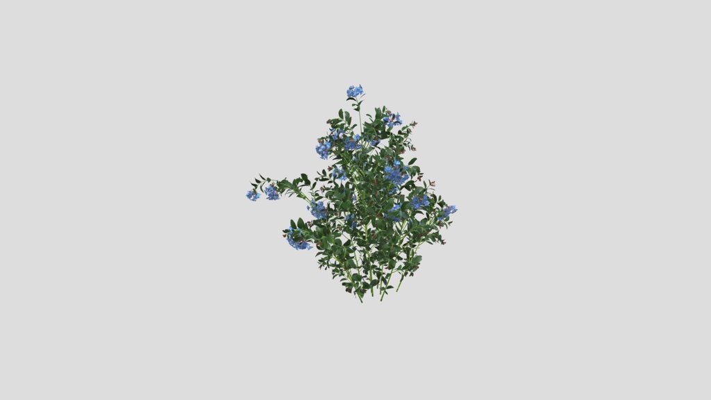Small Plant Ceratostigma