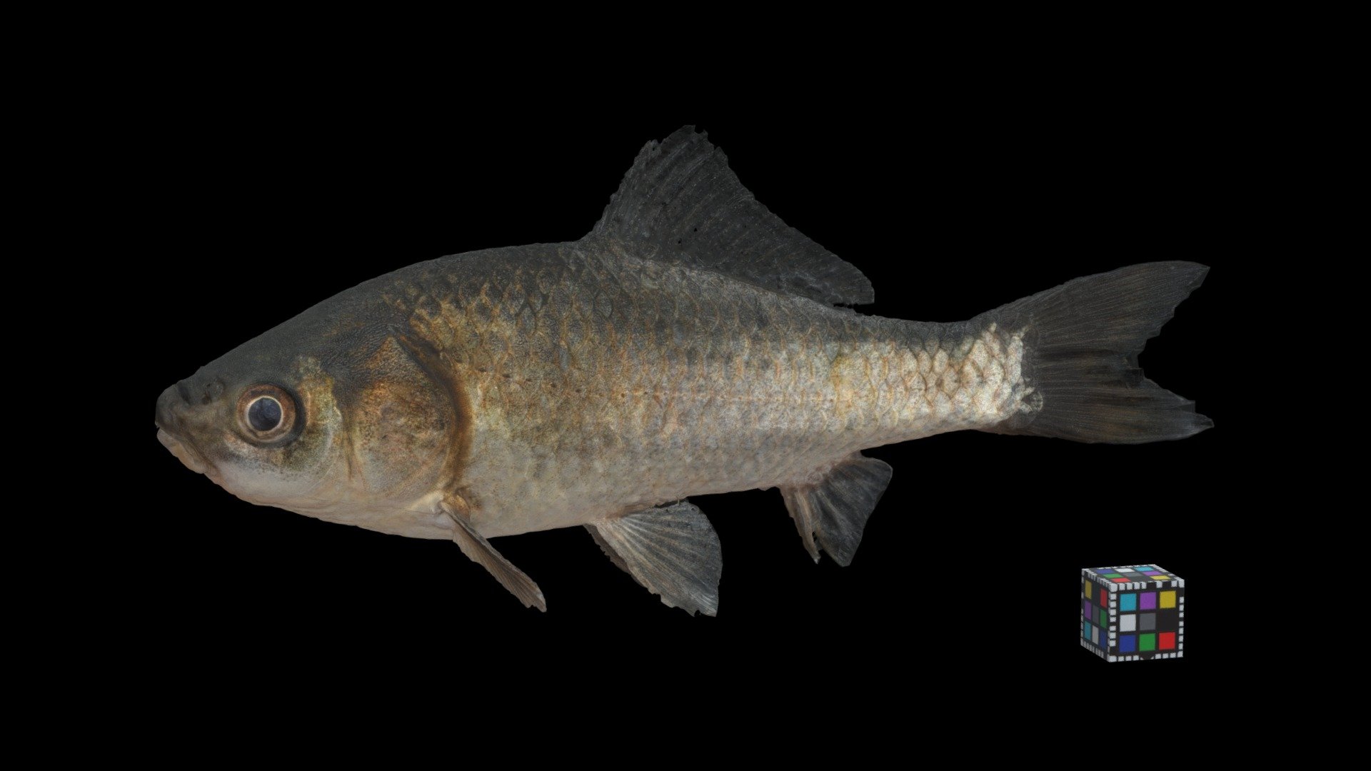 キンブナ or ナガブナ Crucian Carp, Carassius auratus