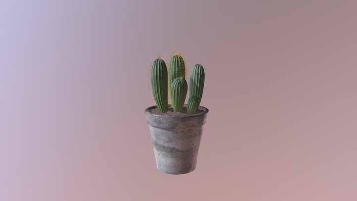 Cactus 3D Model