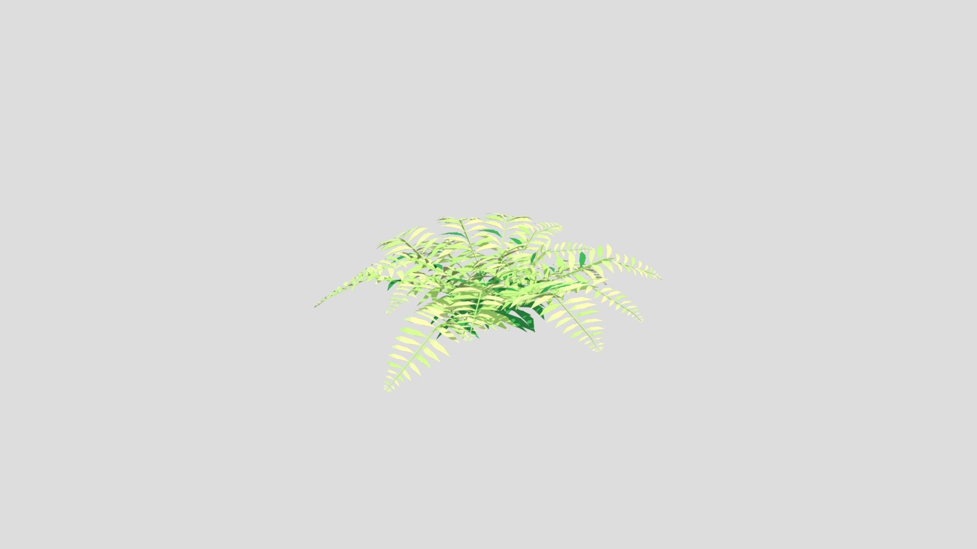 Fern