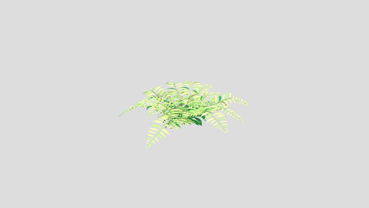Fern 3D Model