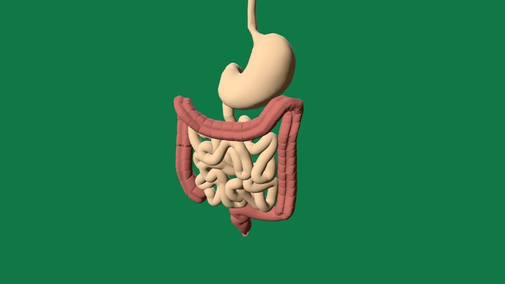 EVE3D Sistema Digestivo Humano 3D Model