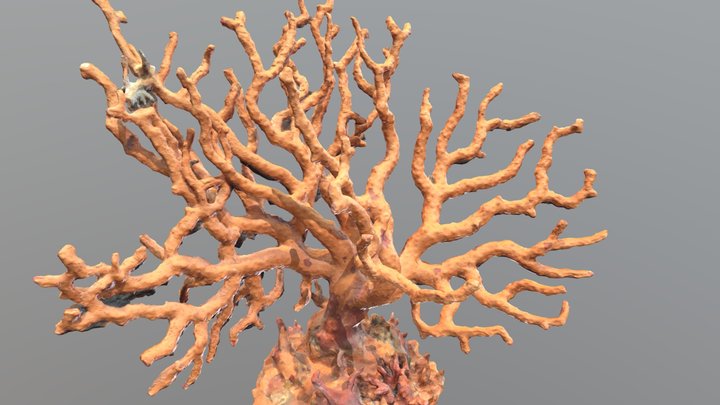 Corallium Rubrum 3D Model