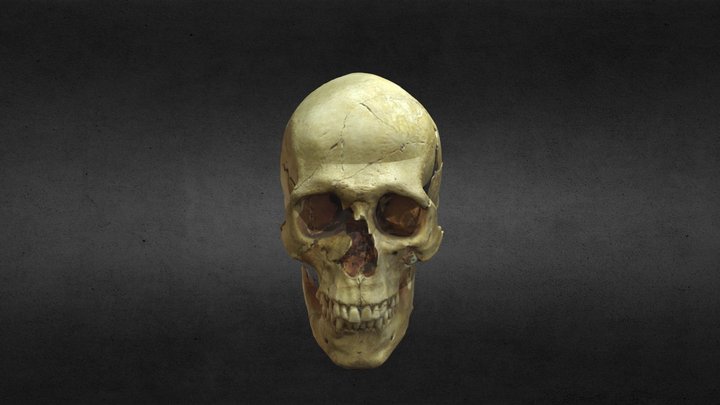 Skull from Ravenna Kennedy site 3D Model