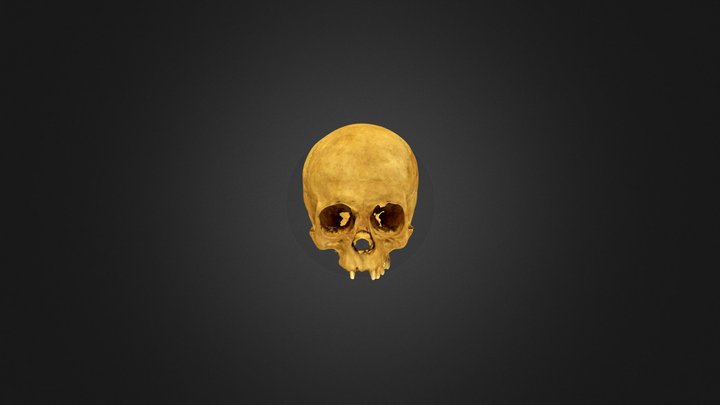 Cráneo-AL17 3D Model