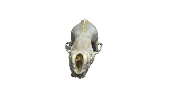 Bat Skull 3D Model