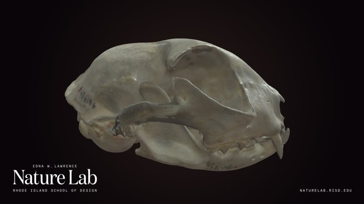 Domestic Cat – Modelo 3D gratuito STL