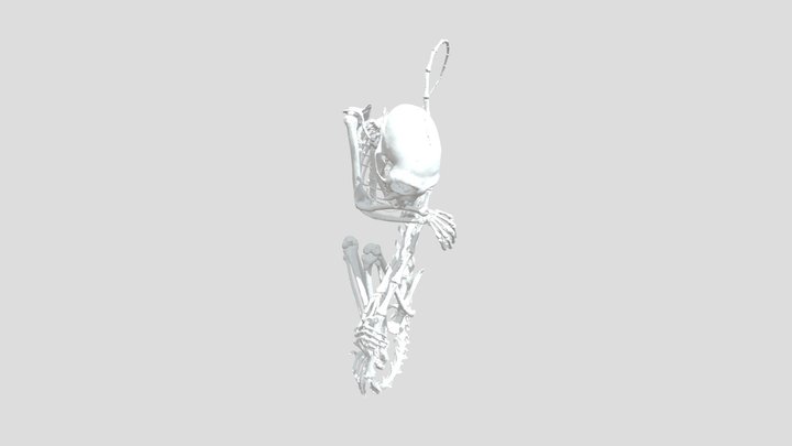 No. 3 Skeleton 3D Model