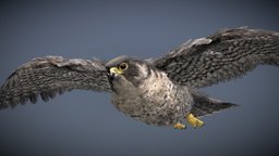 Falcon - Download Free 3D model by 3D World (@sheshu9393) [da2b27b ...