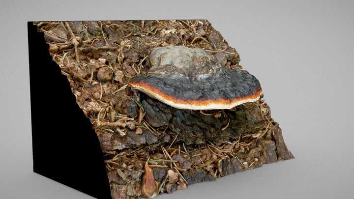 Fomitopsis pinicola – Modello 3D gratuito STL