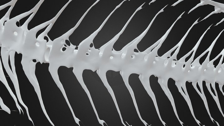 Hardhead Snailfish (Lopholiparis flerxi) 3D Model