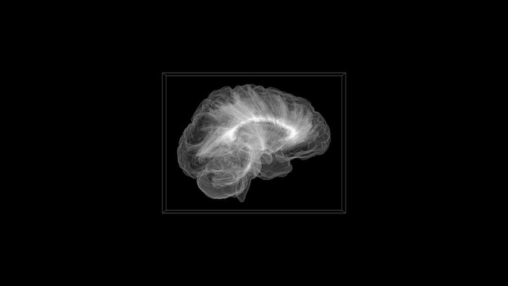 Glass Brain 3D Model