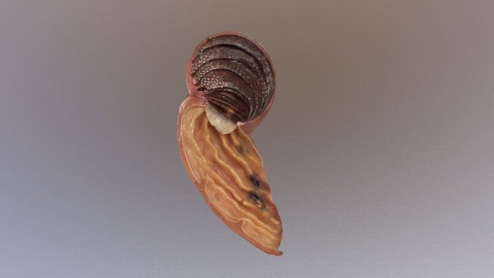 New Qlone 3D Model