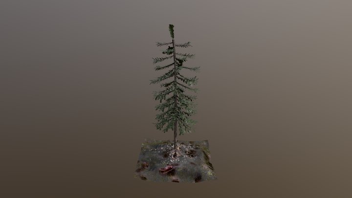 P05c_RamosD_Tree 3D Model
