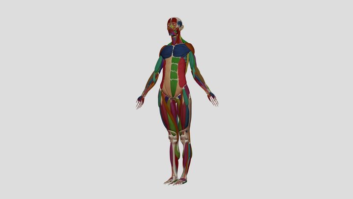 Female Musculoskeletal System (No Fat) 3D Model