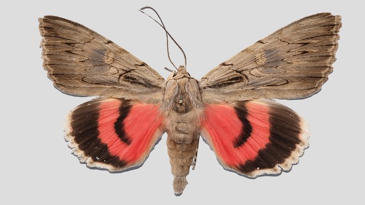 YPM ENT.603031 Underwing moth, Catocala optata – Kostenloses 3D-Modell STL