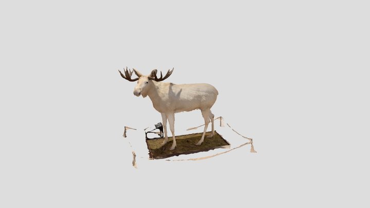 White Moose of Sweden 3D Model