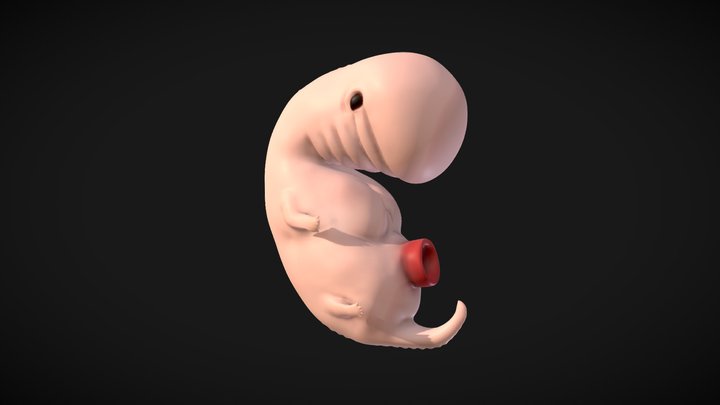 4 Weeks Human embryonic (baby stages) 3D Model