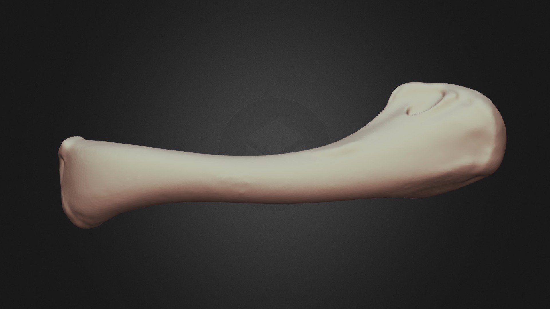 Bird Humerus - Download Free 3D model by Lakehead Anthropology ...