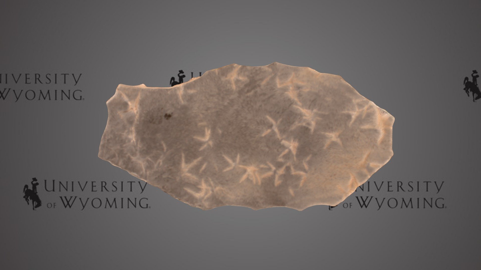 UW 46746 - Aves, Trackway