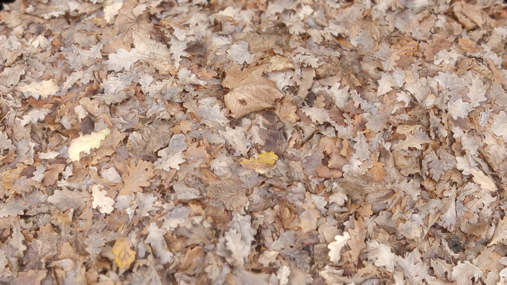 LEAVES — Sketchfab embed 3D viewer