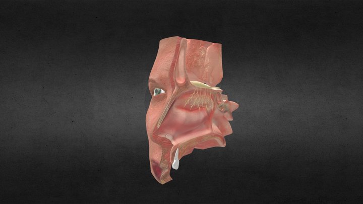 Human Nose Anatomy 3D Model