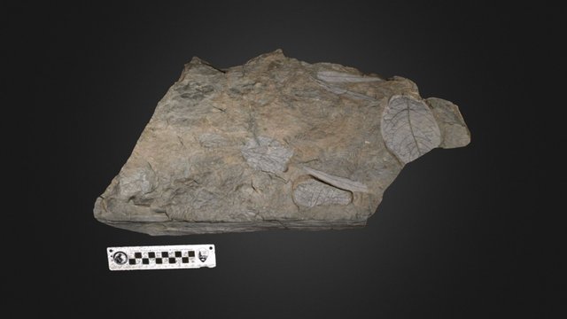 Fossil foliage with leaves highlighted 3D Model