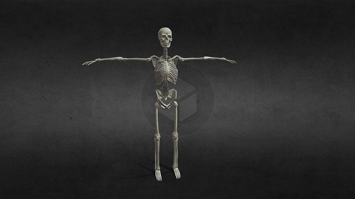 Human skeleton asset 3D Model