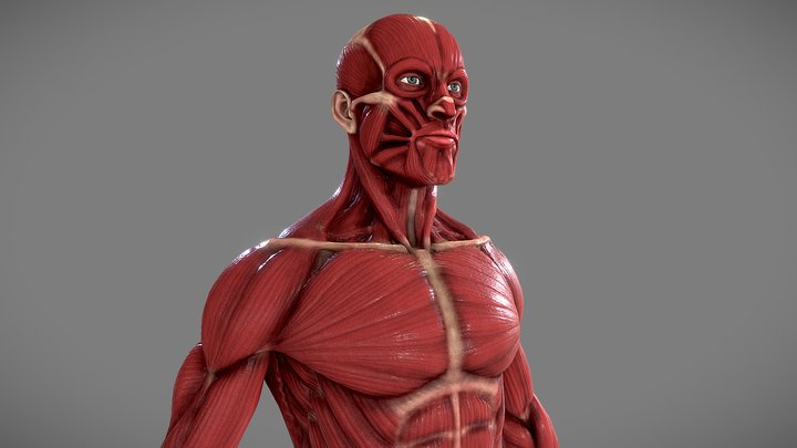 Ecorche - Anatomy Human Male Musculature 3D Model