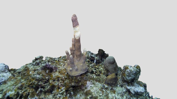 Pillar Coral (SCTLD) / Dendrogyra cylindricus 3D Model
