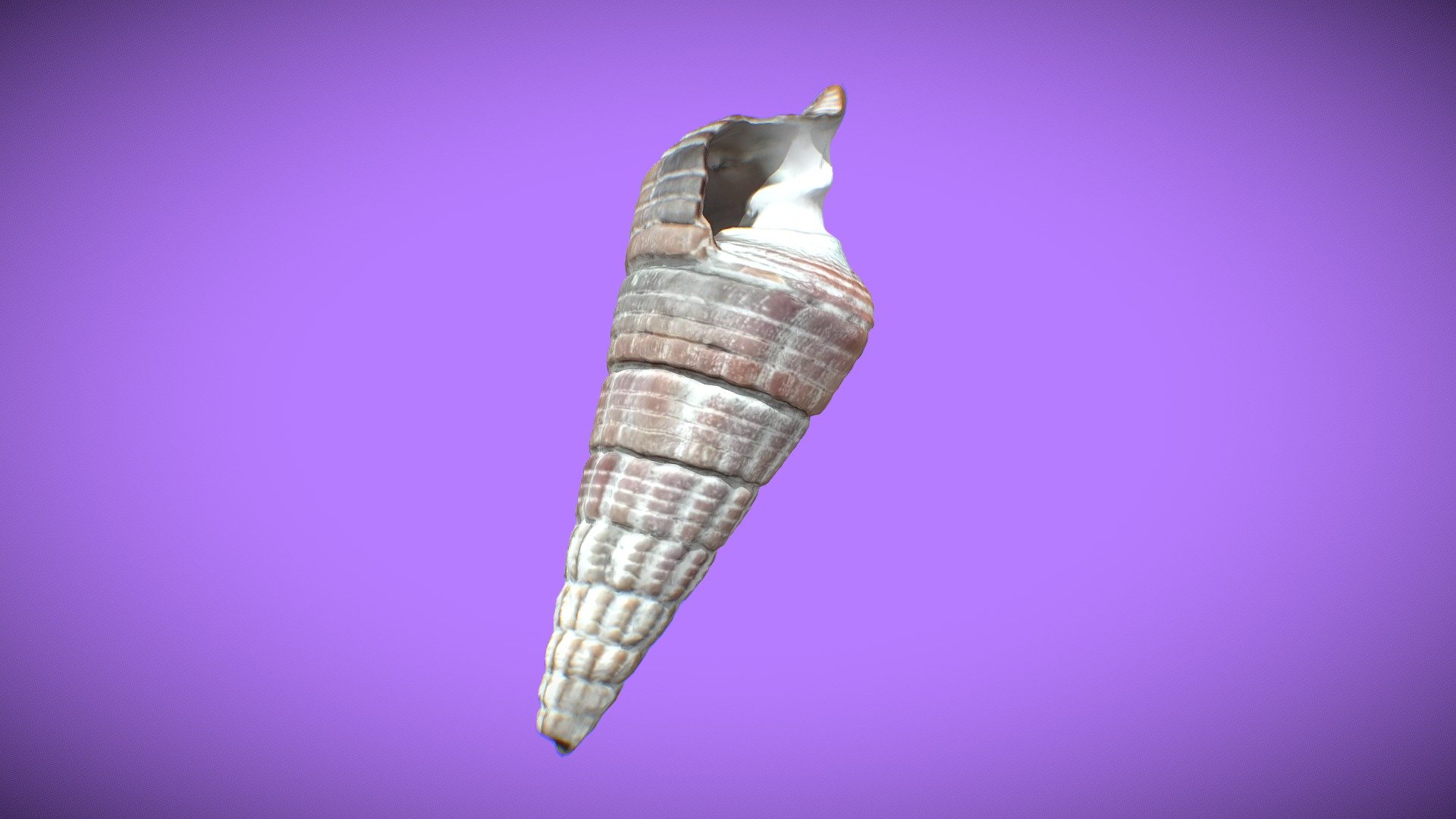 Sea Shell - Download Free 3D model by AnshiNoWara [9c0187f] - Sketchfab